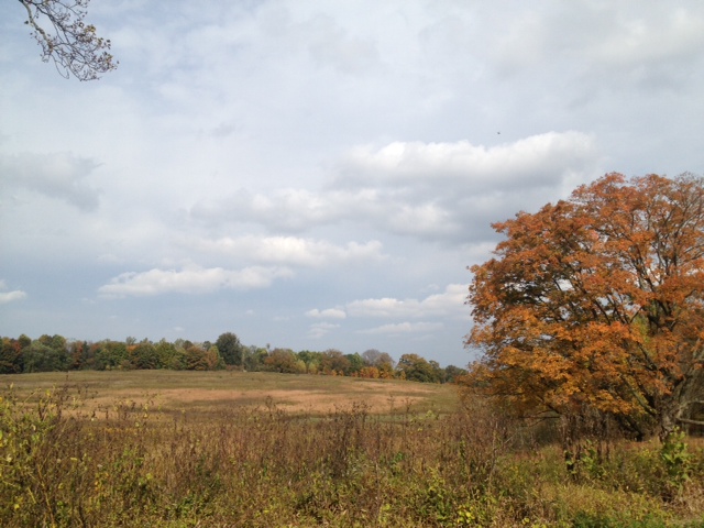 Longwood meadow 2