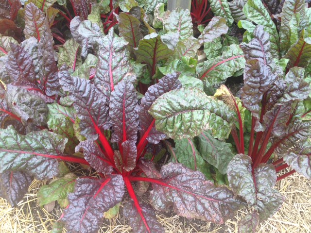 Longwood swiss chard