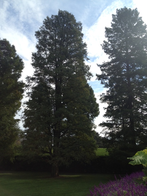 Longwood trees
